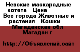 Невские маскарадные котята › Цена ­ 15 000 - Все города Животные и растения » Кошки   . Магаданская обл.,Магадан г.